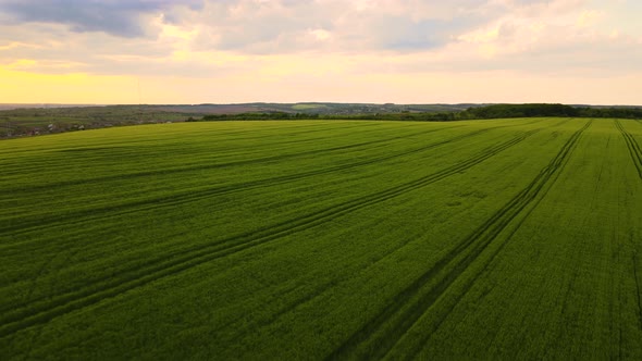 Aerial Landscape View of Green Cultivated Agricultural Fields with Growing Crops on Bright Summer