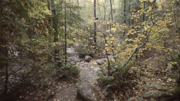 Wide shot of beautiful autumn forest scenery with small chipmunk