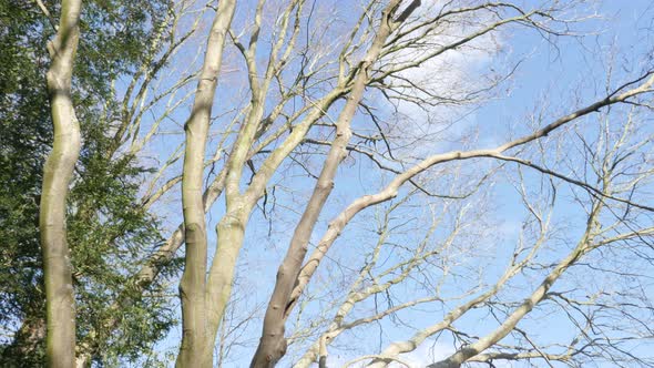 Tree branches against the blue sky by the day 4K 2160p 30fps UltraHD tilting footage - Slow tilt on 