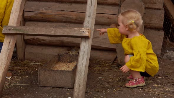 Cute Little Blond Girls are Amused By the Tiny Ducklings Walking on Bird Farm