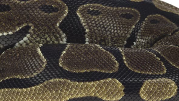 Royal Python or Python Regius on Wooden Snag in Studio Against a White Background. Close Up
