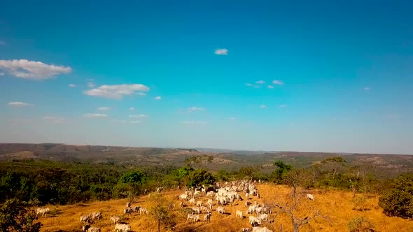 Aerial shot flying backwards over a pasture filled with cattle