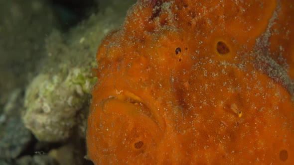 red frogfish face close up