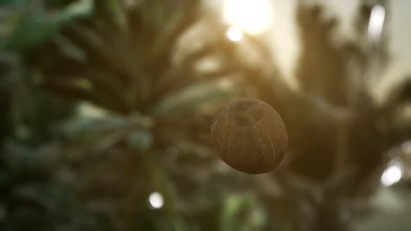 Extreme Slow Motion Falling Coconut in Jungle