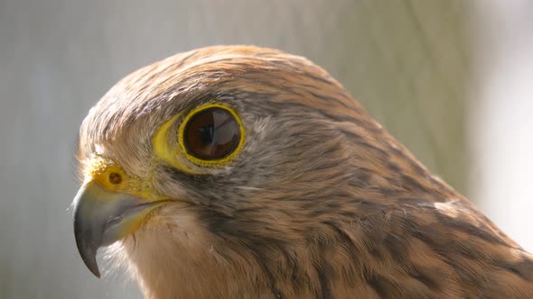 Macro potrait of beautiful head and face of wild hawk bird in nature during sunny day.