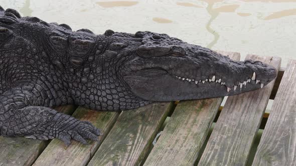American alligator closeup shot (Everglades, Florida, USA)