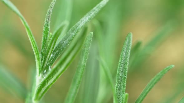 Super Slow Motion Shot of Water Drop Falling on Fresh Rosemary at 1000Fps.