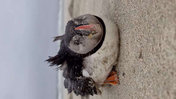 Dying Atlantic Puffin Stranded on Portnoo Beach in County Donegal  Ireland