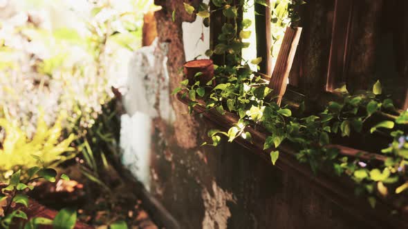 Ruined Abandoned Overgrown By Plants Interior