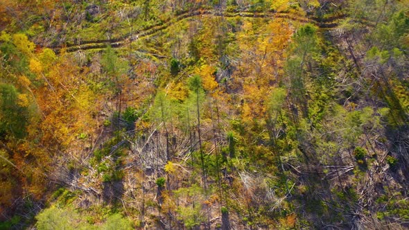 Aerial TOPDOWN sliding to the left over a late autumn forest after logging