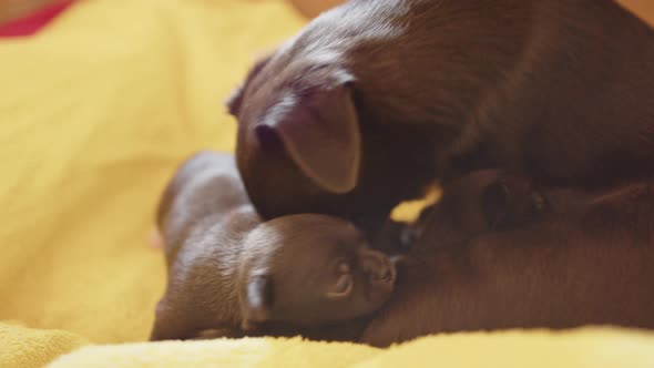 2 week old Japanese Chin puppies with their mum on a towel