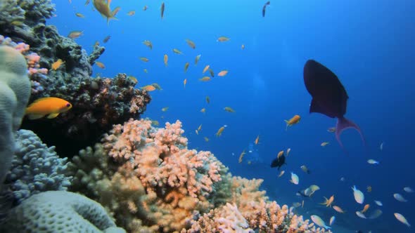 Beautiful Underwater Colorful Life