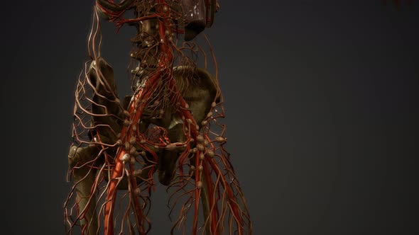 Human Body Blood Vessel Anatomy