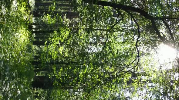 Vertical Video Aerial View Inside a Green Forest with Trees in Summer