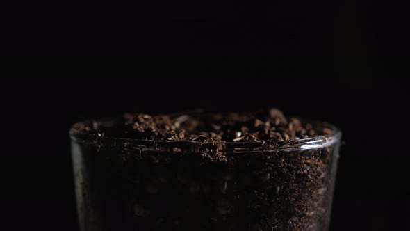 Plant Seeds Germinating in a Transparent Glass on a Dark Background