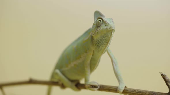 Colorful Chameleon Sits on Branch and Looks Around in Close Up on Beige Background