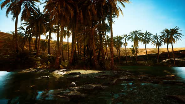 Palm Trees in Sahara Desert