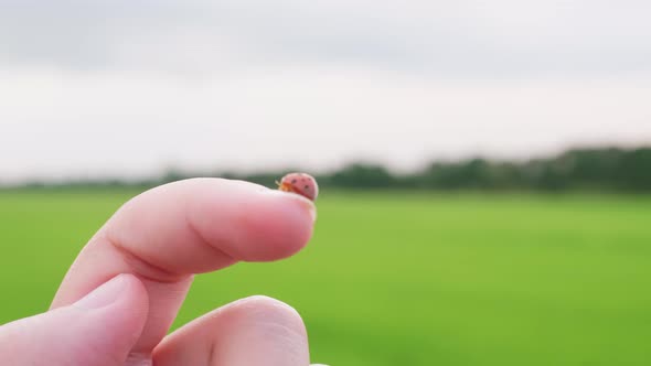 Close up of a cute Ladybug or ladybird beetle walking on the nail with a rice field background