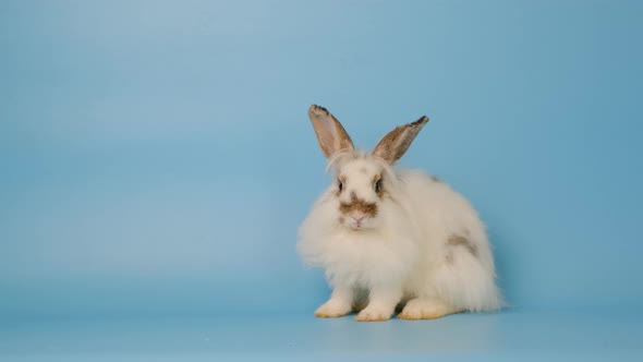 Adorable little white bunny easter rabbit sitting and look around then lie down on blue screen