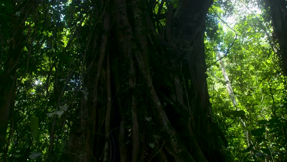 Forest Tree with Vines Growning