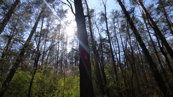 Walking Through the Forest with Pine Trees During the Day POV Slow Motion
