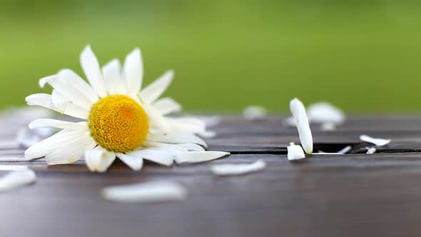 White petals are falling on the head of blooming daisy flower close. Chamomile on a wooden surface