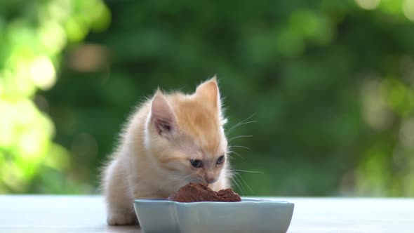 Cute Orange Kitten Eating Cat Food From Bowl