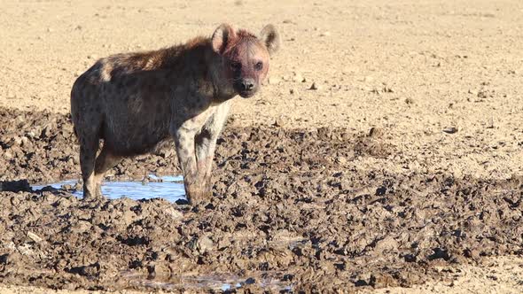 Pregnant Spotted Hyena drinks water from muddy Kalahari puddle