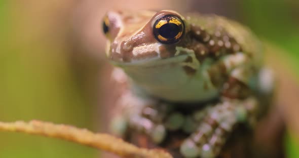 Mission Golden-eyed Tree Frog or Amazon Milk Frog Trachycephalus Resinifictrix