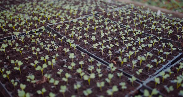 Agriculture - Flower Seedlings in Greenhouse