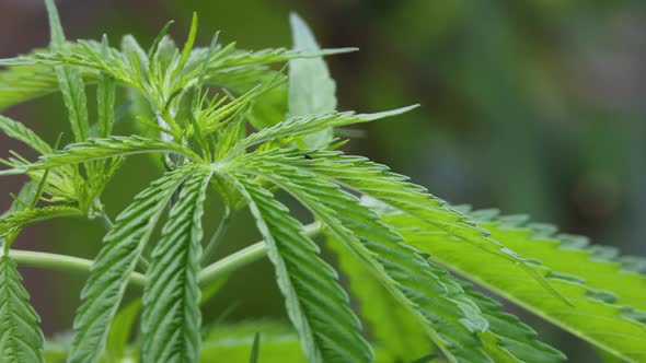 Fresh green cannabis leaves growing