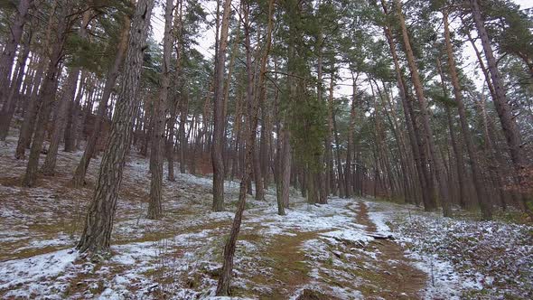 Winter Forest