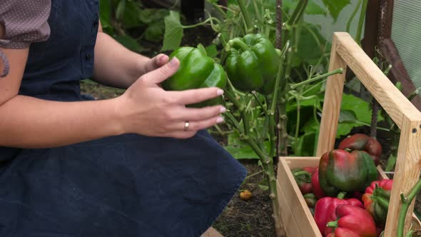 close up of a girl plucking a large green pepper from a branch