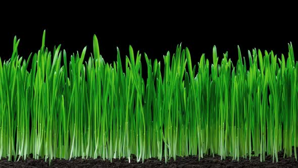 Grass and oat  growing Time lapse. Footage with alpha channel