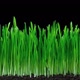 Grass and oat  growing Time lapse. Footage with alpha channel - VideoHive Item for Sale