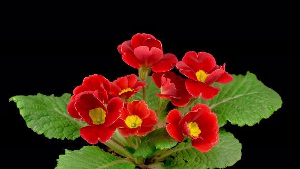 Timelapse of Red Primula ( Primrose ) Flower Blooming