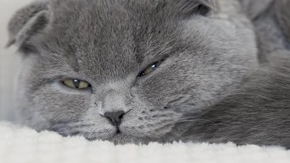 sleeping cat on a blanket