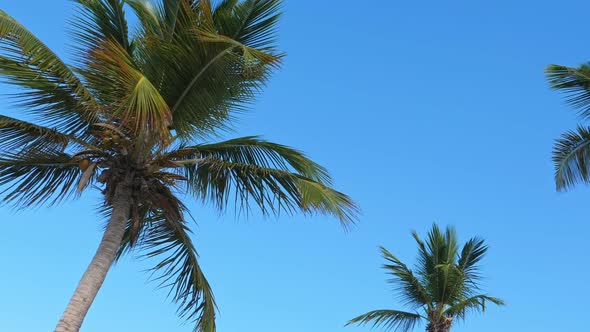Top of Coconut Palm Trees Over Blue Sky Background