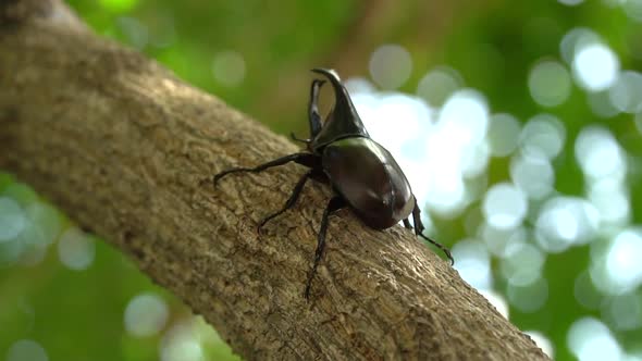 Close Up Of Siamese Rhinoceros Beetle Or Fighting Beetle On The Tree