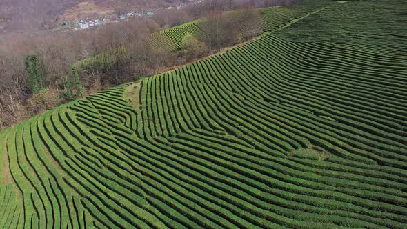 Large Fields on Hills Covered Green Tea Shrubs in Daytime, Aerial View