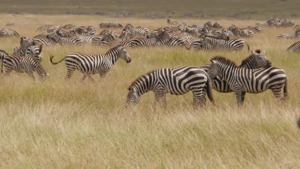 Lots of Zebras in Serengeti National Park Tanzania