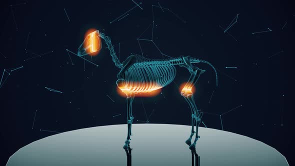 Horse Skeleton Xray Scanning Hud Hologram 4k