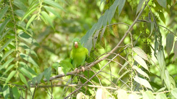 Beautiful green parrot sitting on a tree in the jungle and eating the food. Orange chinned parakeet