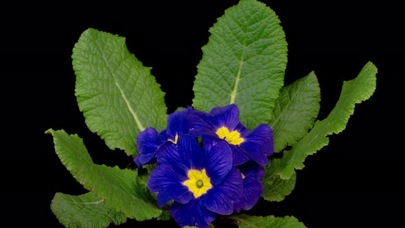 Timelapse of Blue Primula ( Primrose ) Flower Blooming