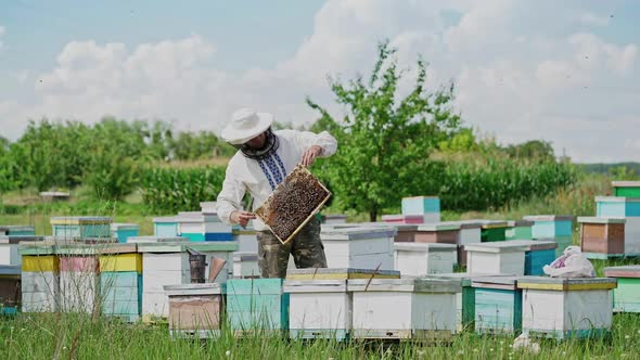 Beekeeper at work. Frames of a bee hive. Apiary concept