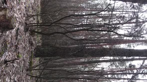 Vertical Video of Trees in a Pine Forest Slow Motion