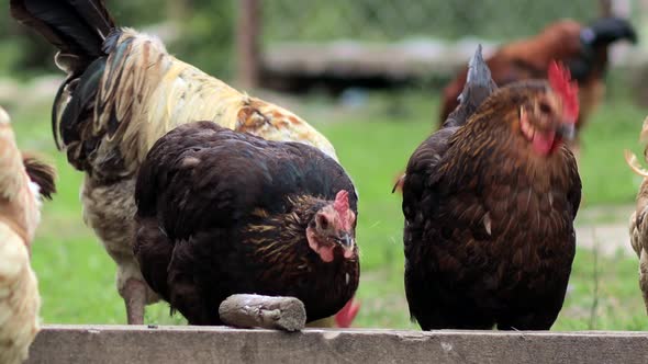 Several red, farm chickens eating some corn in the countryside. Farming and Pet Concept