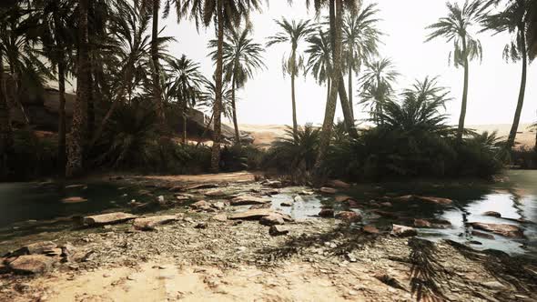 Pond and Palm Trees in Desert Oasis