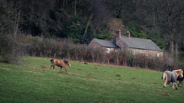 Horses Walking Around Field By House