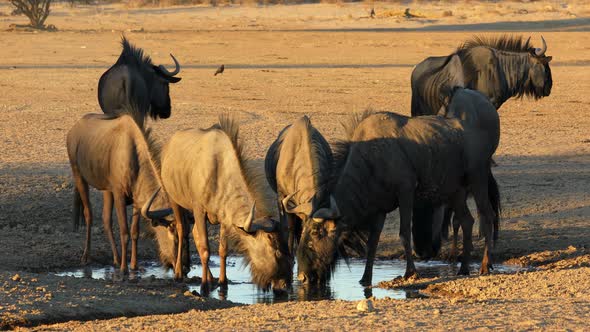 Blue Wildebeest Drinking Water - Kalahari Desert